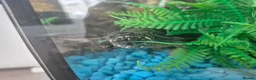 Turtle reptiles for sale: 3 x Black musk turtles in Hailsham - Advert 3