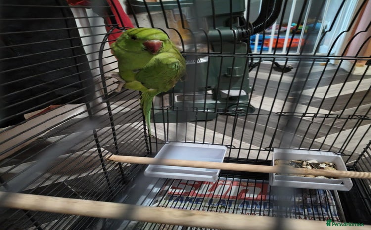 Ringnecks birds - Advert 1