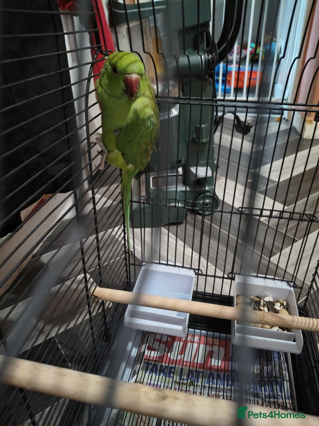 Ringnecks birds for sale:  Indian ringneck  - Image 1