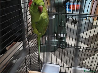 Ringnecks birds - Advert 4