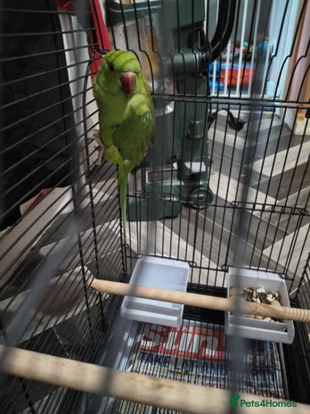 Ringnecks birds - Advert 7