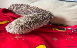 Pygmy Hedgehog rodents for sale: Sold. Male African Pygmy hedgehog for sale - Image 2