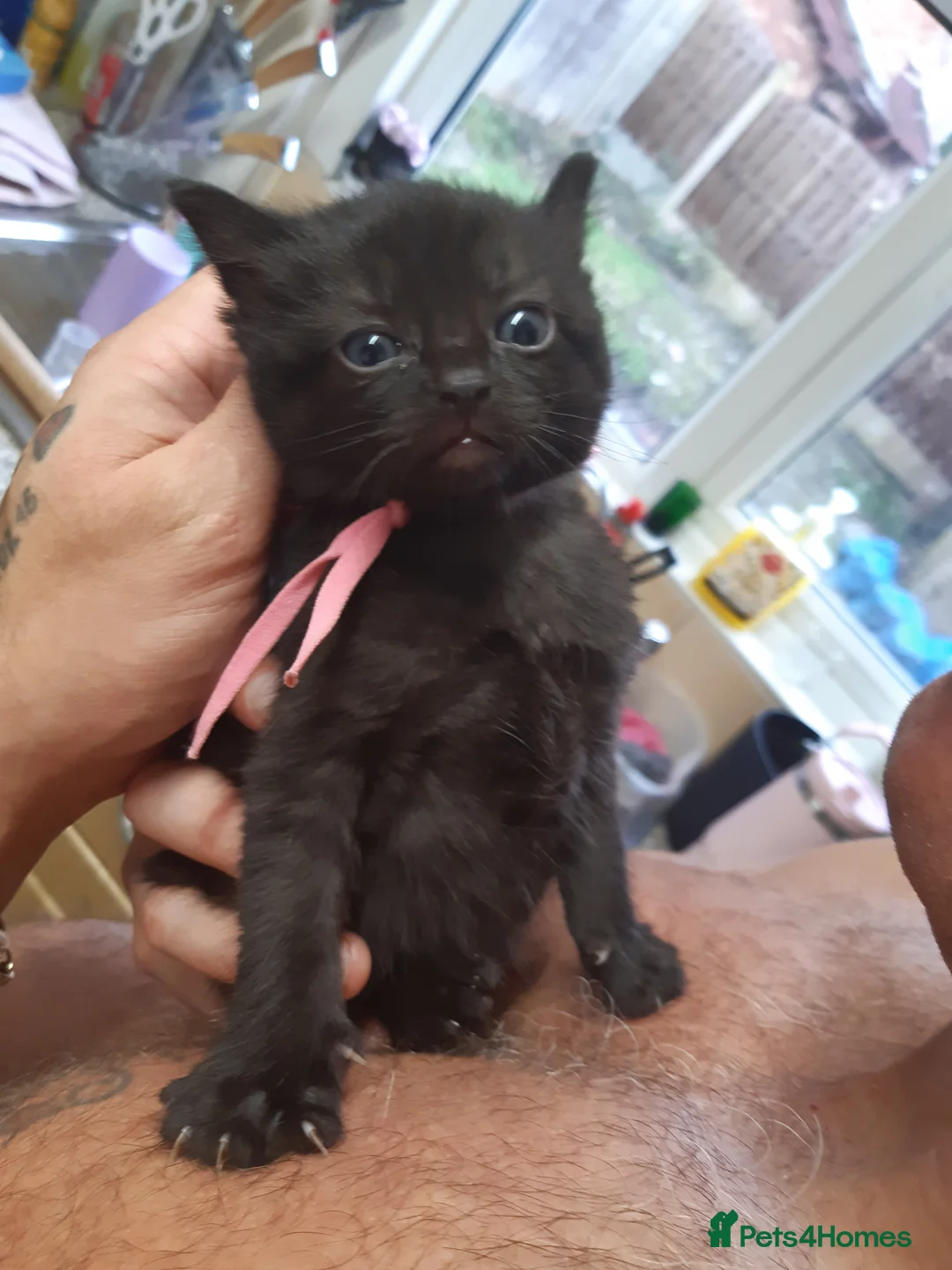 Ragdoll cats for sale: Black fluffy ragdoll x domestic kittens  - Advert 12