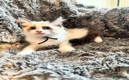 Ragdoll cats for sale: Gorgeous Pedigree Ragdolls  - Image 12
