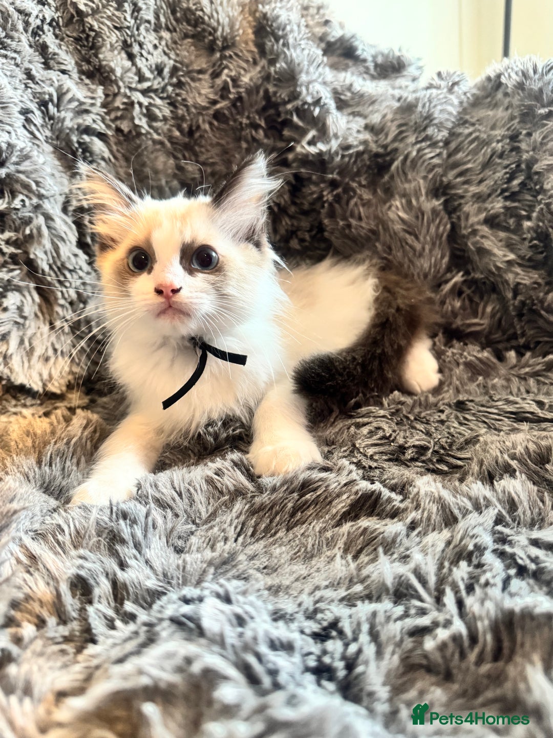 Ragdoll cats for sale: Gorgeous Pedigree Ragdolls  - Image 12