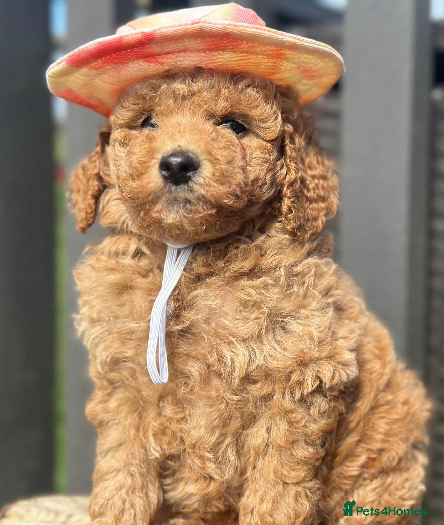 Goldendoodle dogs F1B MINI/MEDIUM GOLDENDOODLES FULL HEALTH CHECKED  - Advert 1