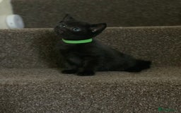 Russian Blue cats for sale: Beautiful Russian Blue x kittens READY NOW - Image 16