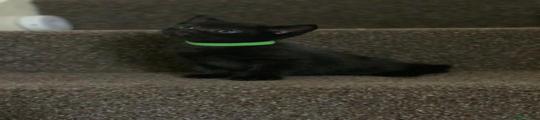 Green boy