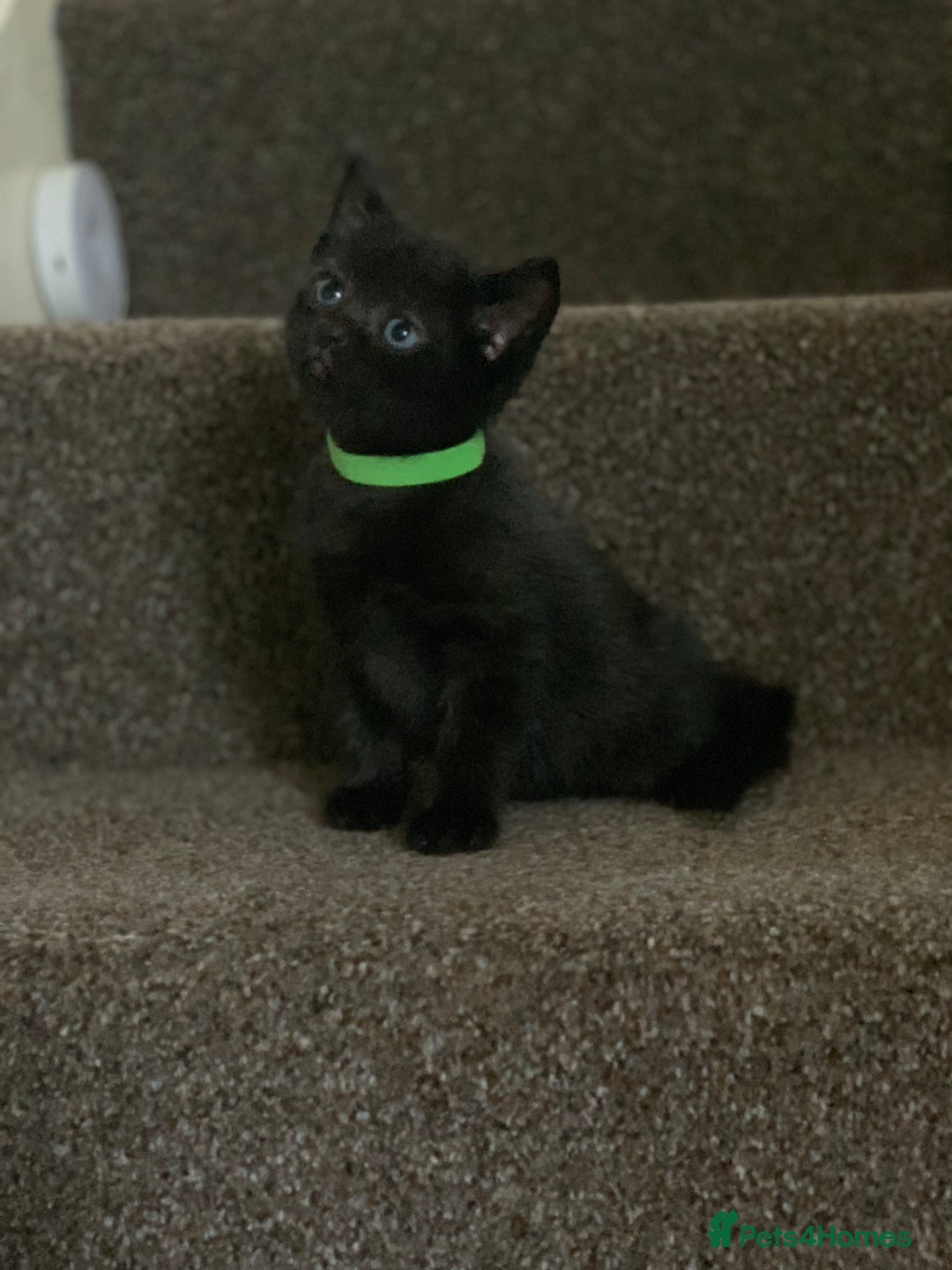Russian Blue cats for sale: Beautiful Russian Blue x kittens READY NOW - Image 16