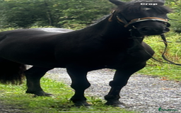 Welsh Section D horses for sale: Section D beautiful Black Mare Magic - Image 11