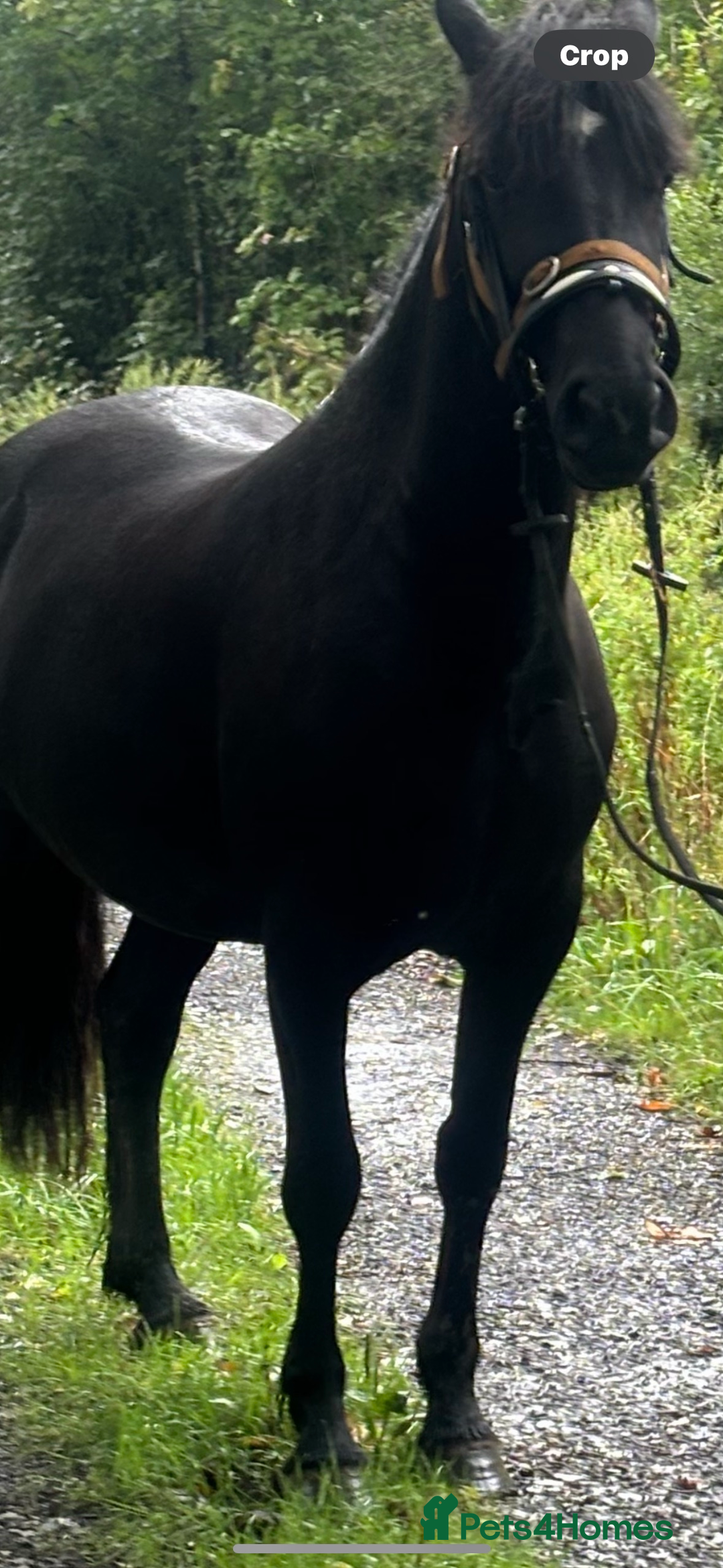 Welsh Section D horses for sale: Section D beautiful Black Mare Magic - Image 11