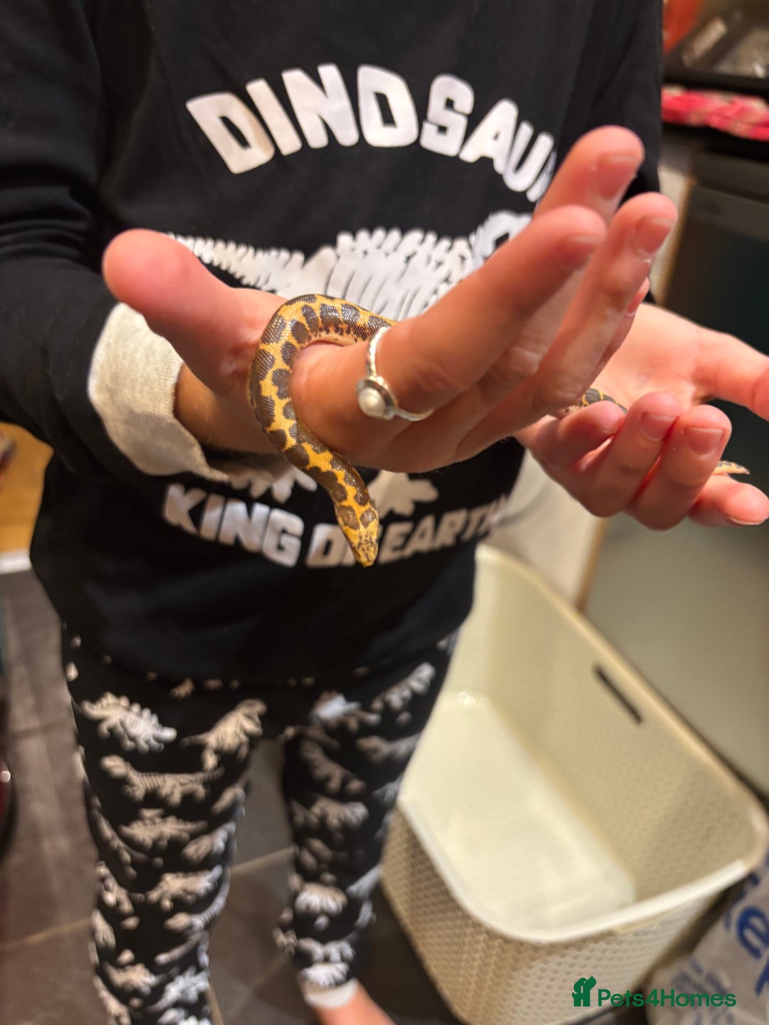 Snake reptiles for sale: Kenyan sand boa - Image 4