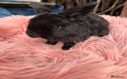 Mini Lop rabbits for sale: Pure breed mini lops  - Image 2