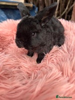 Mini Lop rabbits - Advert 1