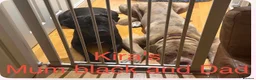 Cane Corso dogs for sale: Beautiful Cane Corso Cross Puppies – Male & Female in Gravesend - Advert 22