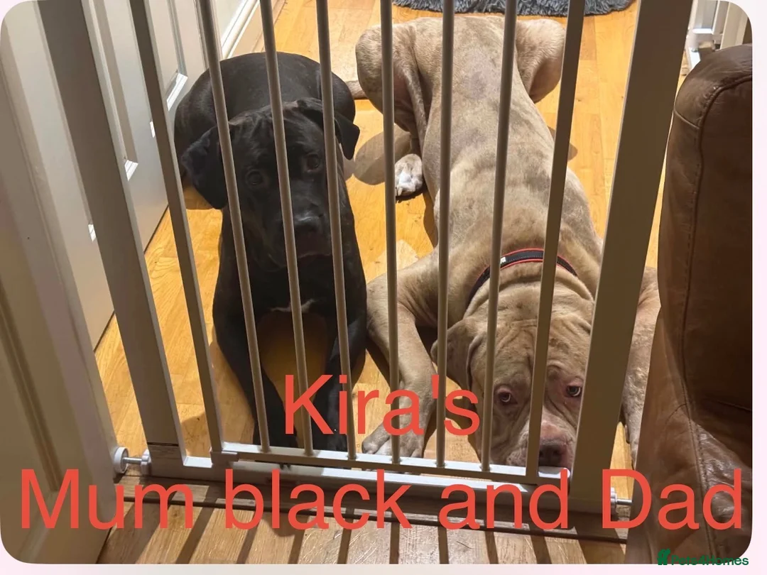 Cane Corso dogs for sale: Beautiful Cane Corso Cross Puppies – Male & Female in Gravesend - Advert 22