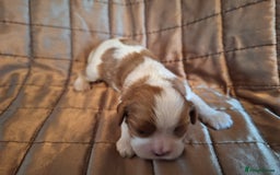 Cavalier King Charles Spaniel dogs for sale: Benton Cavaliers  - Image 7