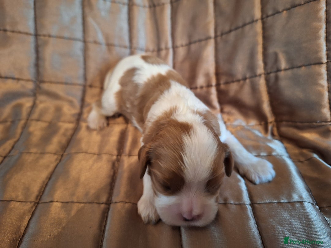 Cavalier King Charles Spaniel dogs for sale: Benton Cavaliers  - Image 7