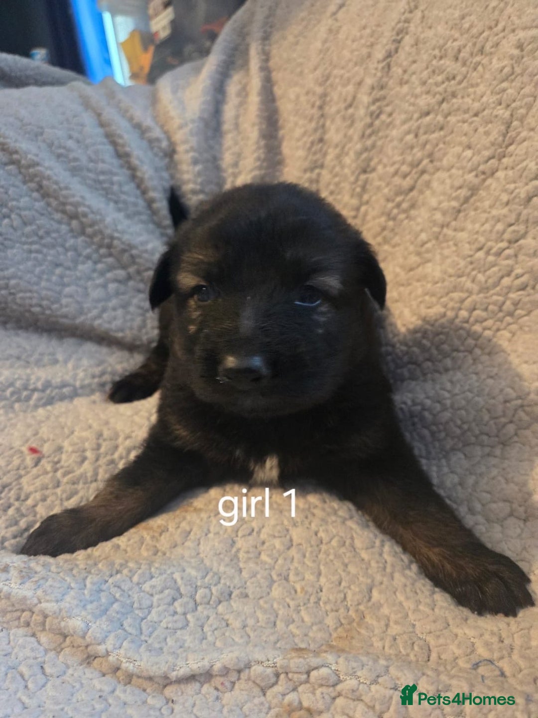 German Shepherd dogs for sale: Beautiful German shepherd puppy’s💕💙 - Advert 4