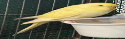 Budgerigars birds for sale: 8 week old baby budgies available in Runcorn - Advert 21