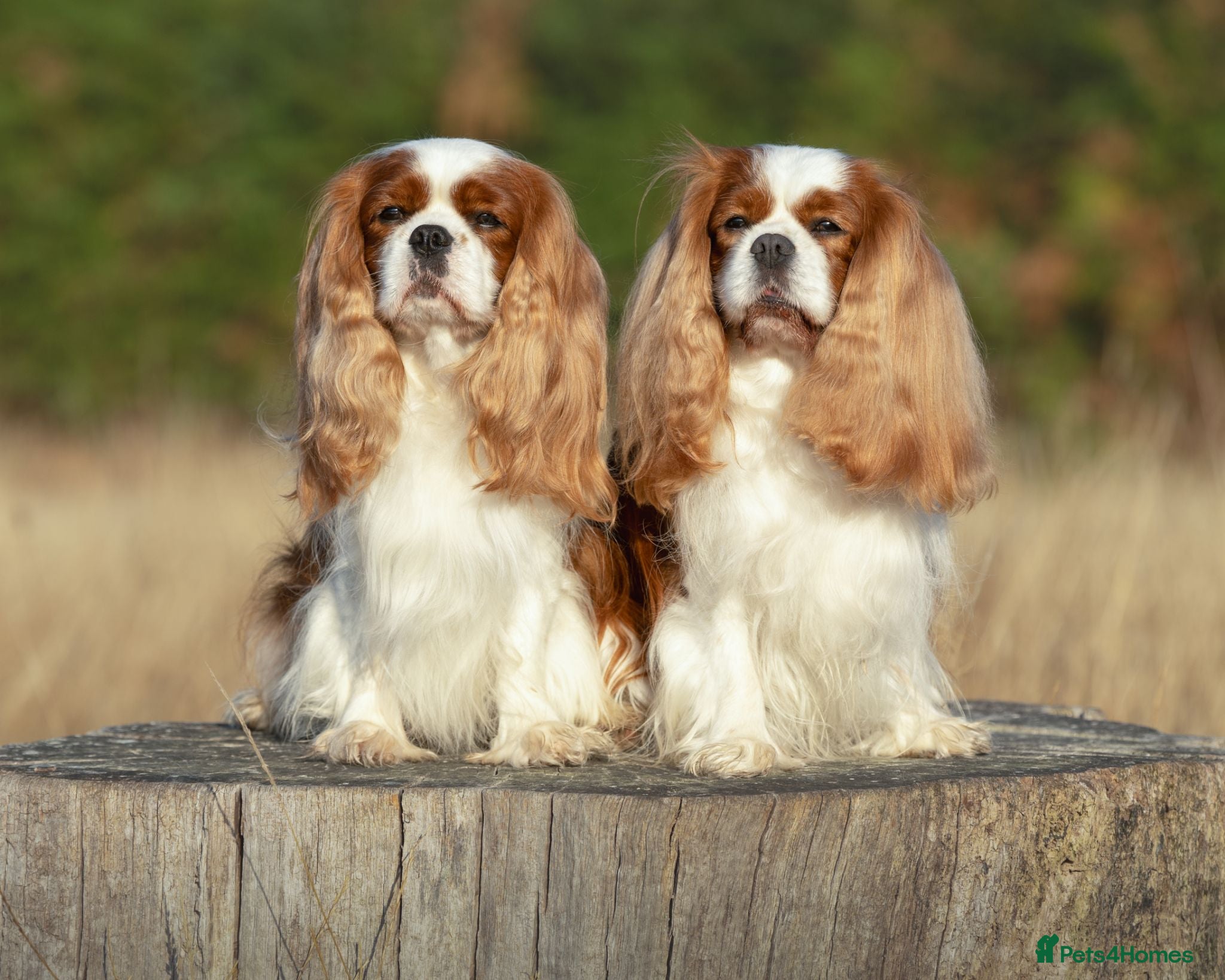 Cavalier King Charles Spaniel dogs For Stud- Exceptional Champ Pedigree Health Tested - Advert 1