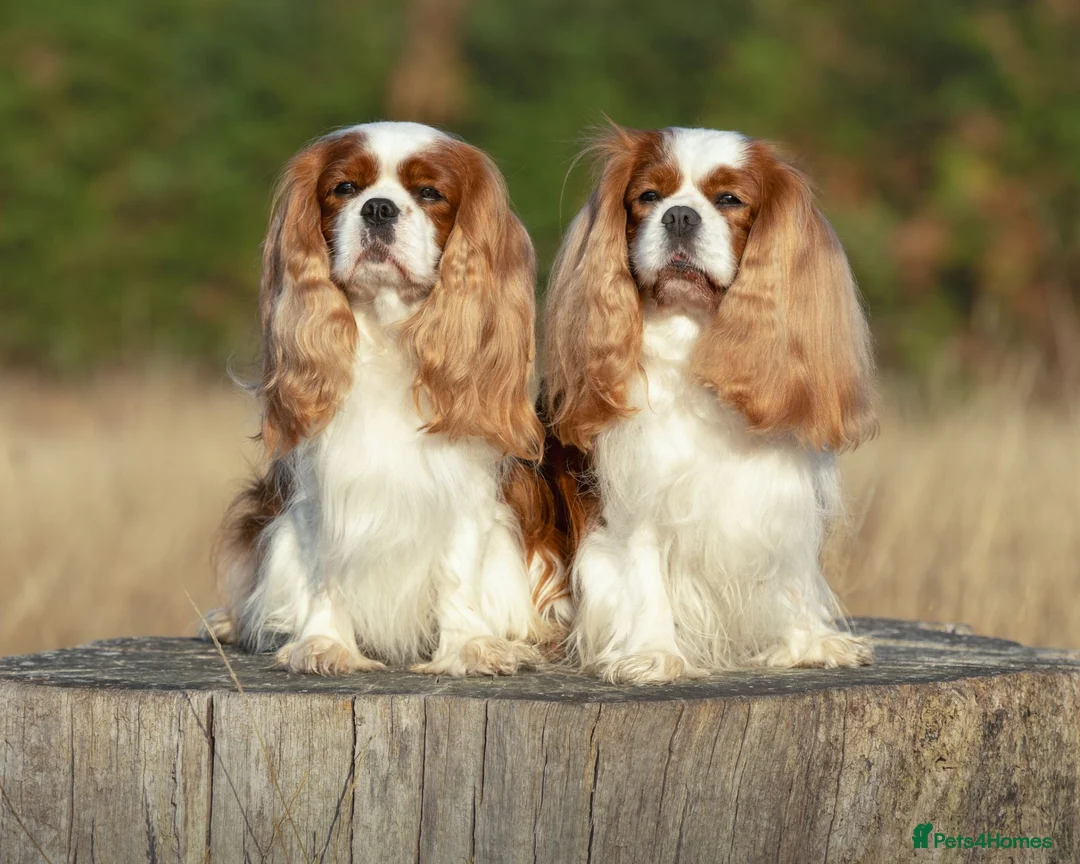 Cavalier King Charles Spaniel dogs for stud: For Stud- Exceptional Champ Pedigree Health Tested - Advert 1