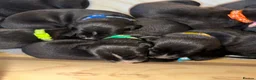 Mixed Breed dogs for sale: Dalmatian × Belgian Malinois- Loving, Active Homes in Hemel Hempstead - Advert 7