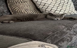 British Shorthair cats for sale: British shorthair kittens  - Image 5