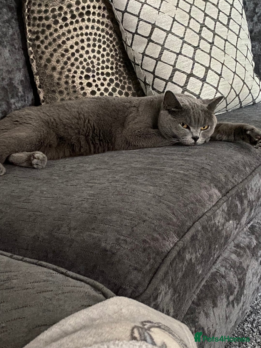 British Shorthair cats for sale: British shorthair kittens  - Image 5