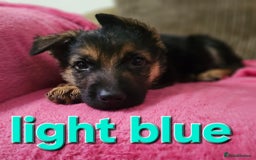 German Shepherd dogs for sale: German Shepherd puppies - Image 13