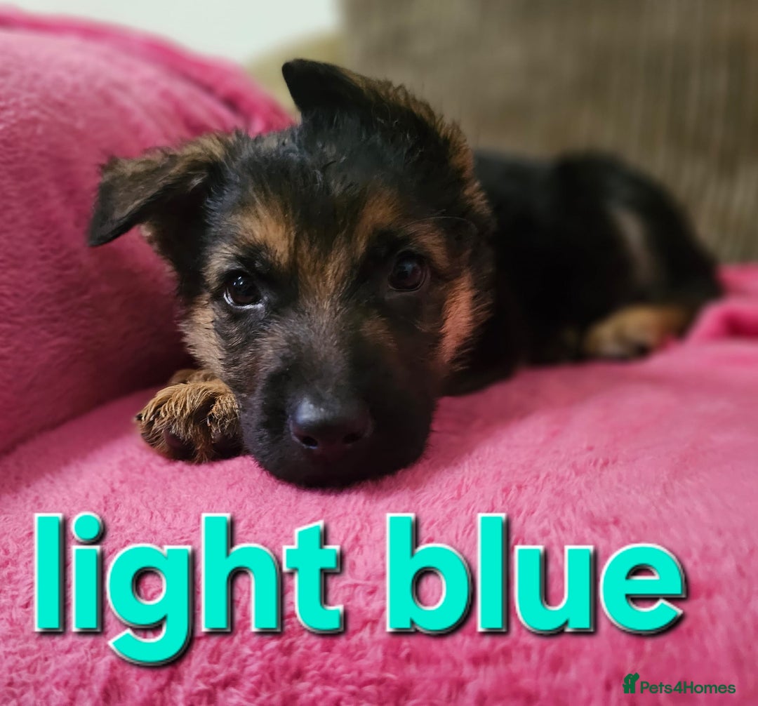 German Shepherd dogs for sale: German Shepherd puppies - Image 13