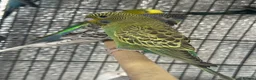 Budgerigars birds for sale: Double splits of bw/bf budgies  - Advert 2