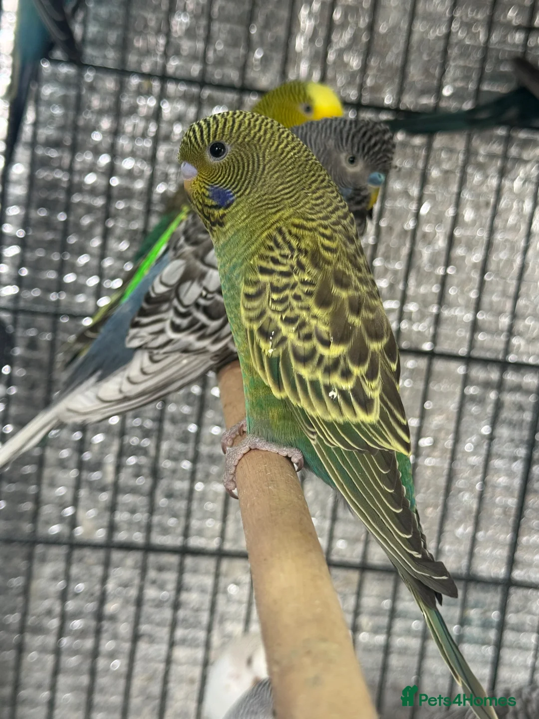 Budgerigars birds for sale: Double splits of bw/bf budgies  - Advert 2