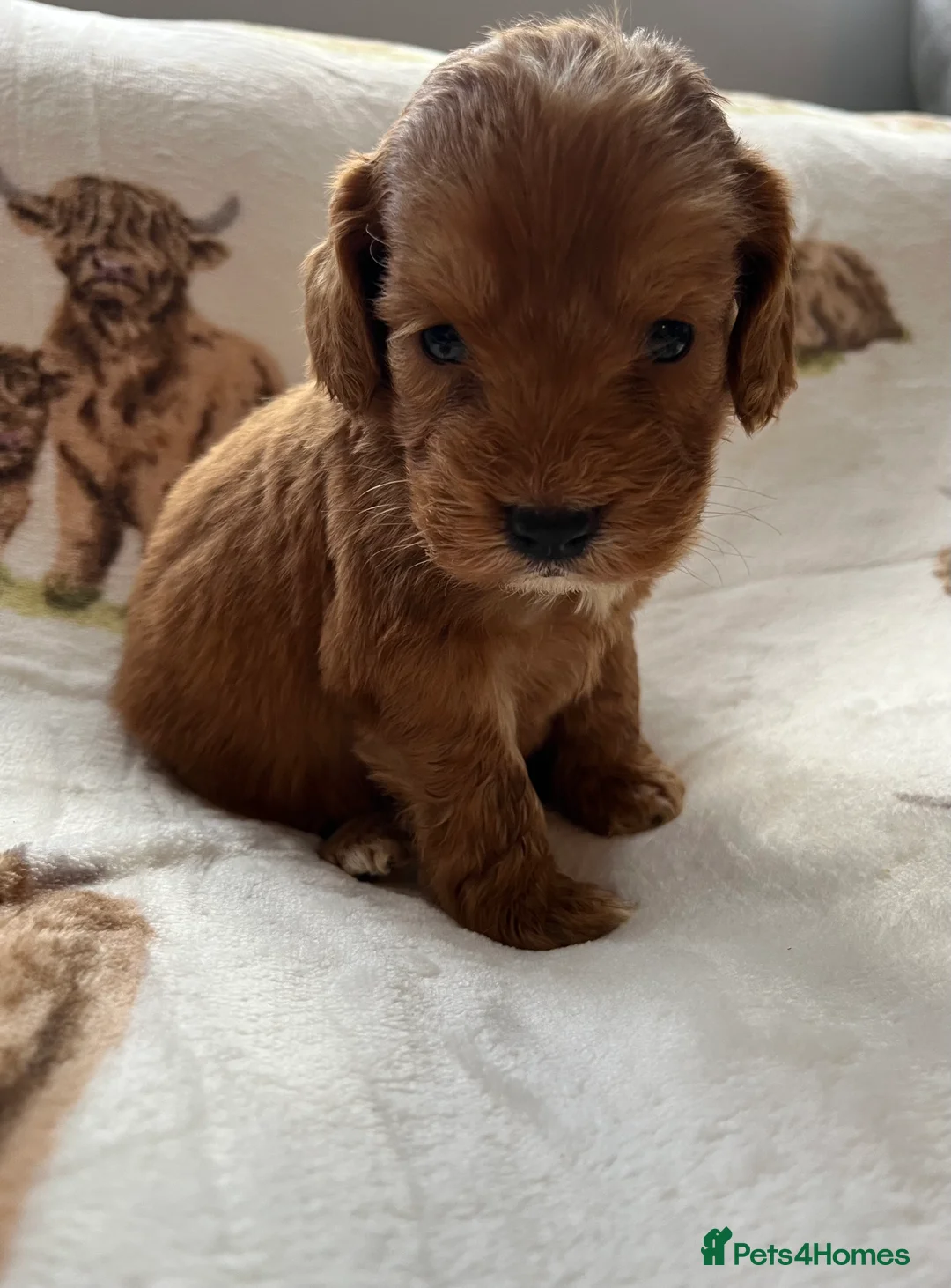 Cockapoo dogs for sale:  Stunning F1 DNA clear cockapoo puppies  - Advert 33