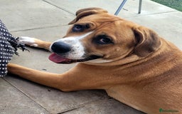 Mixed Breed dogs for sale: Millie to be rehomed - Image 3