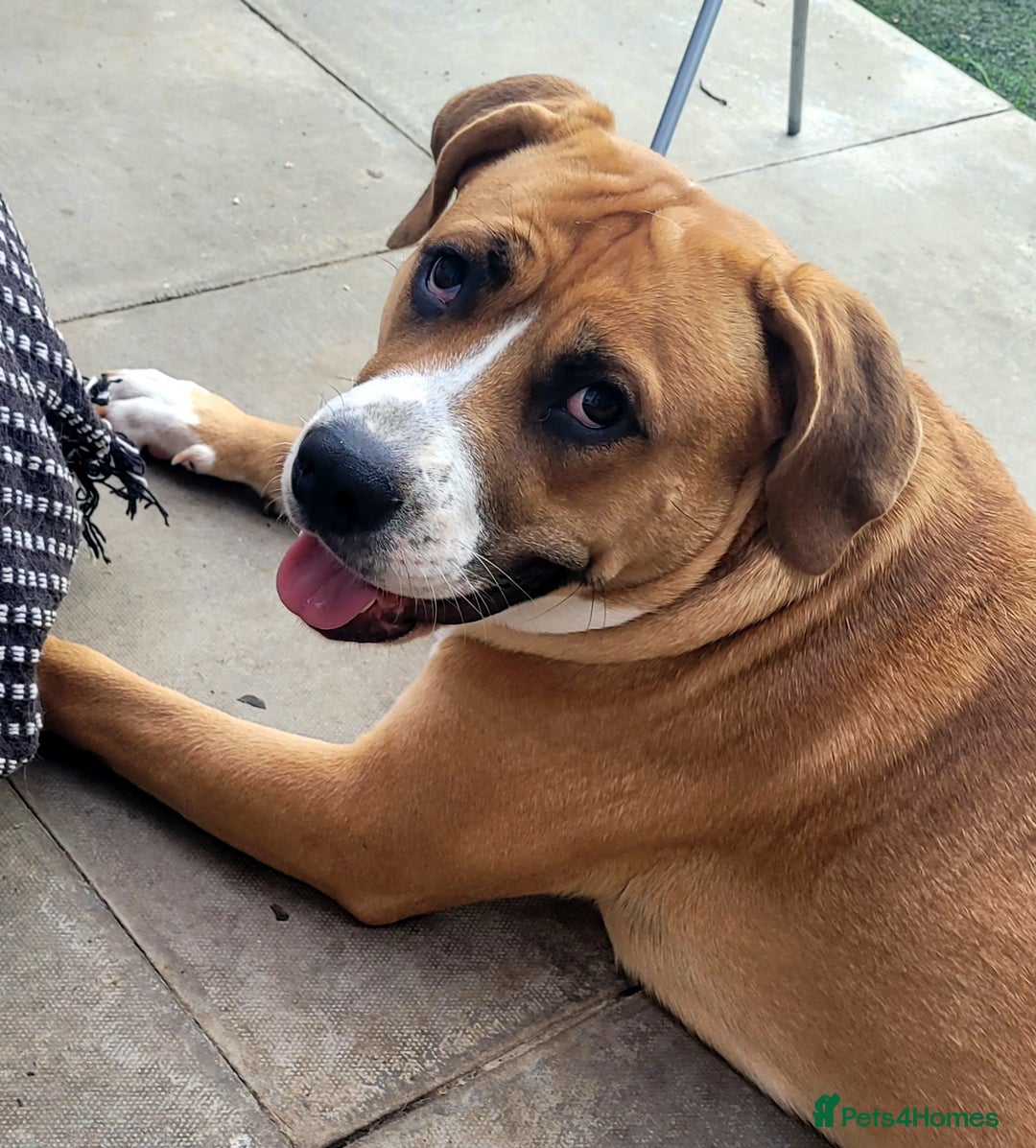 Mixed Breed dogs for sale: Millie to be rehomed - Image 3