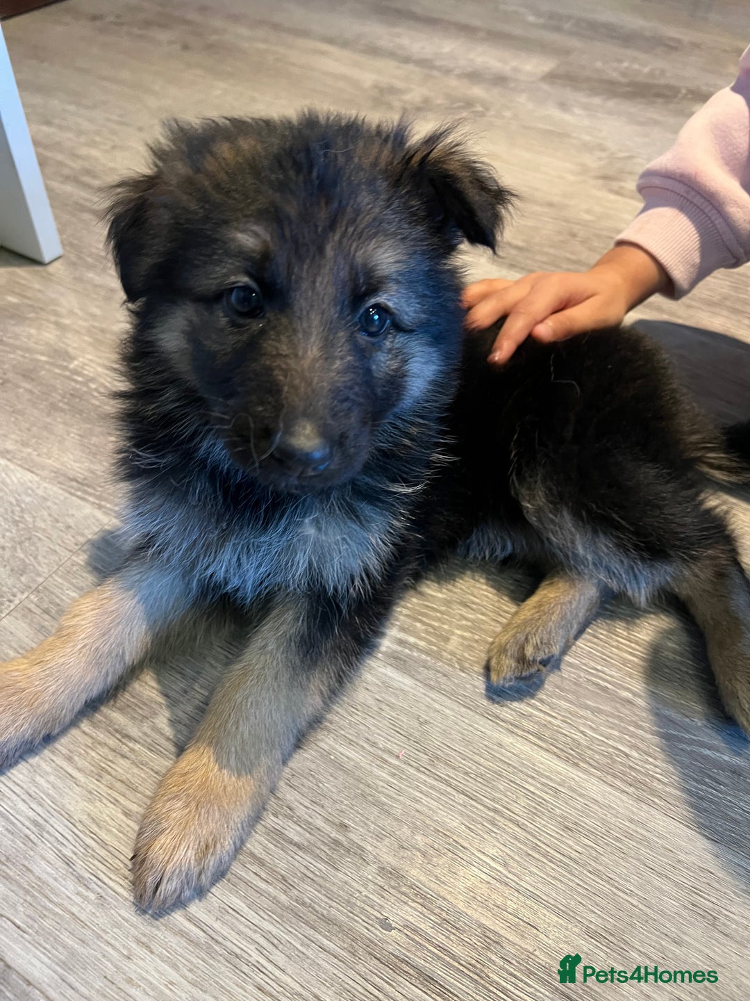 German Shepherd dogs for sale: German Shepherd  - Advert 11