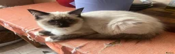 Ragdoll cats for sale: GCCF Registered Kittens - Advert 4
