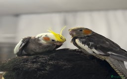 Cockatiels birds for sale: Male&female cockatiel for sale - Image 13