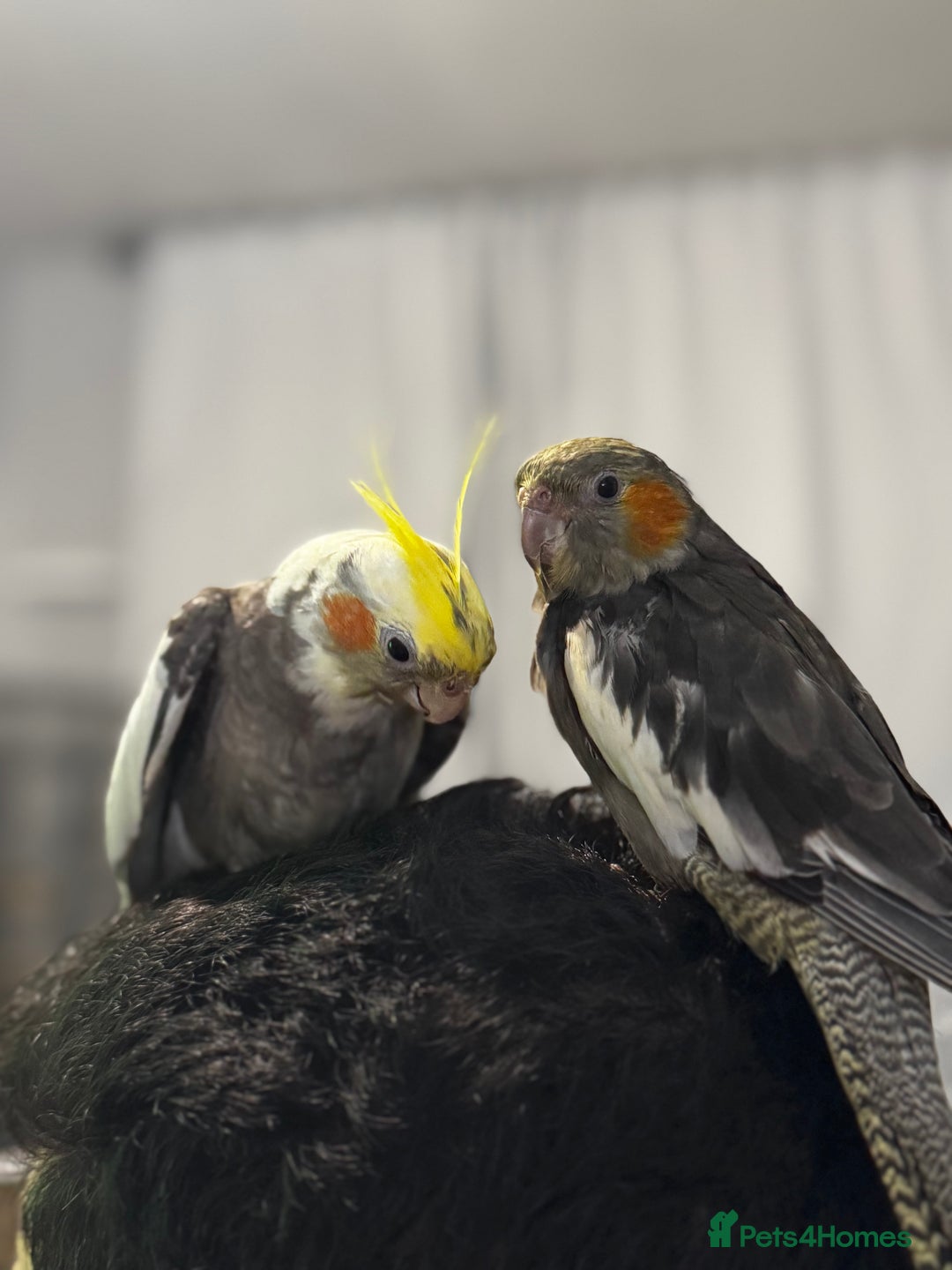 Cockatiels birds for sale: Male&female cockatiel for sale - Image 13