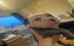 Olde English Bulldogge dogs for sale: English bulldogs  - Image 28