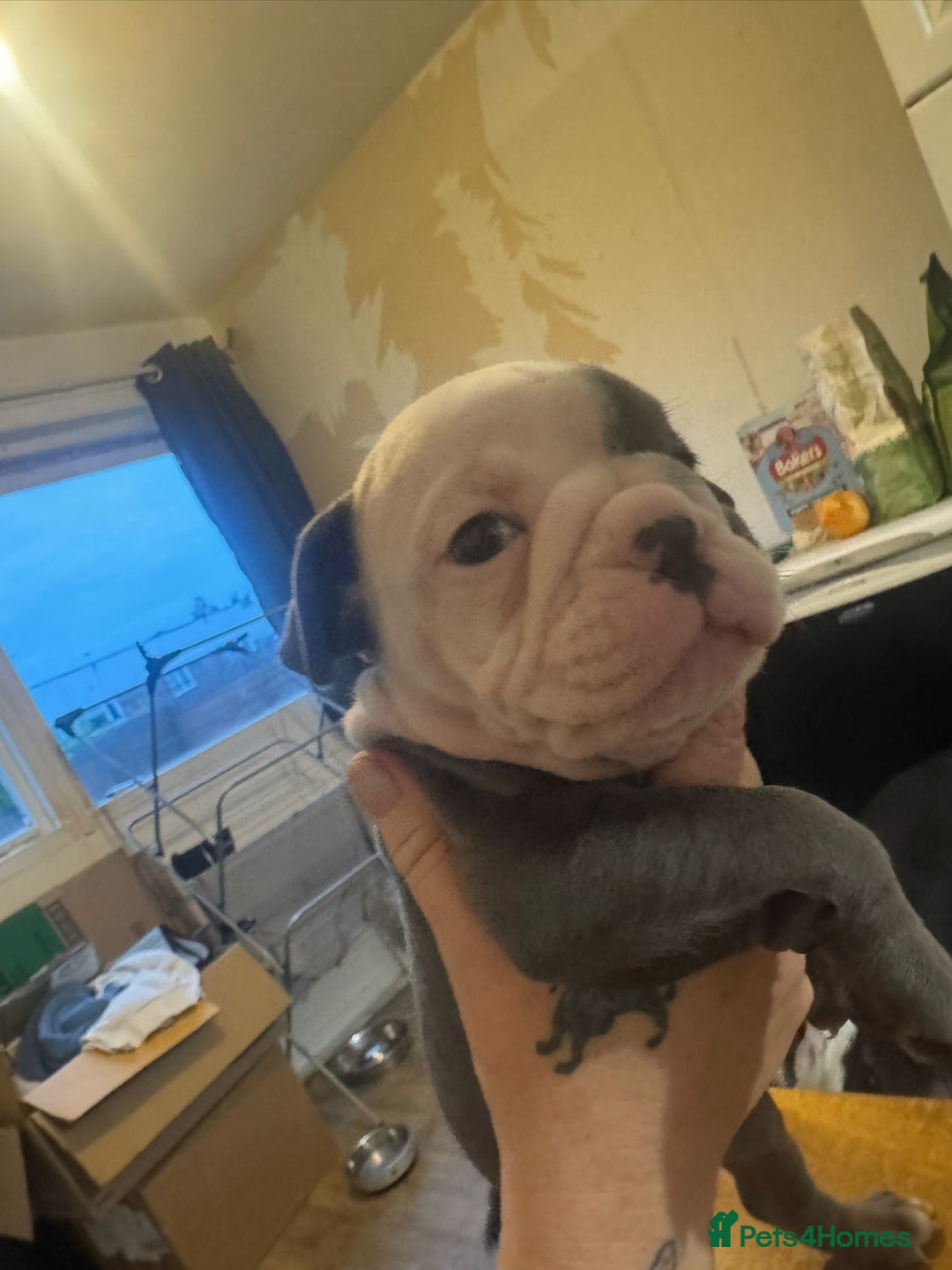 Olde English Bulldogge dogs for sale: English bulldogs  - Image 28