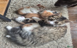 Domestic Shorthair cats for sale: Beautiful family raised kittens  - Image 3