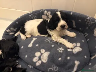 Cocker Spaniel dogs ⭐️Cocker spaniel puppy’s⭐️ - Advert 11
