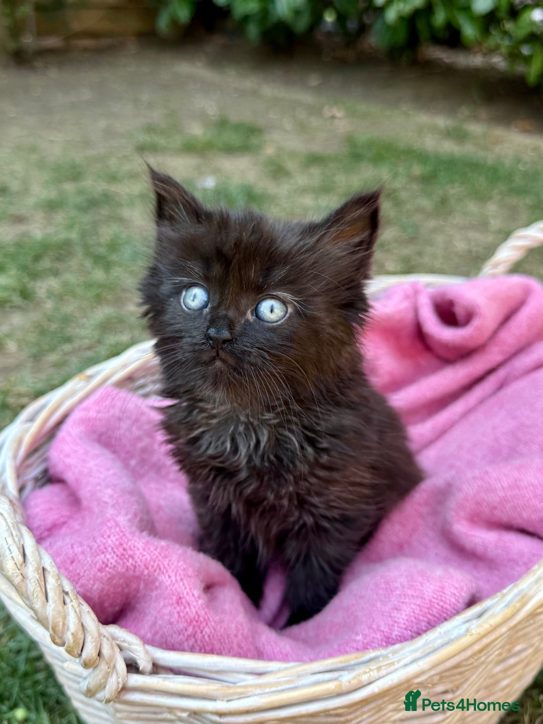 Russian Blue cats for sale: Crossed RussianBlue Kittens - Image 9