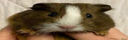Guinea Pig rodents for sale: Baby Female Guinea Pigs For Sale  - Advert 9