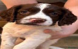 English Springer Spaniel dogs for sale: Beautiful English springer spaniel puppies - Image 3
