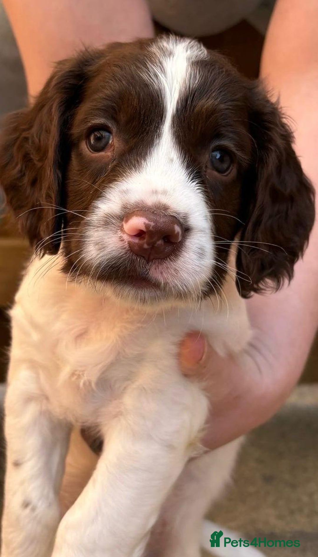 English Springer Spaniel dogs for sale: Beautiful English springer spaniel puppies - Image 3