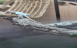 Iguana reptiles for sale: Snow zero iggy  - Image 5