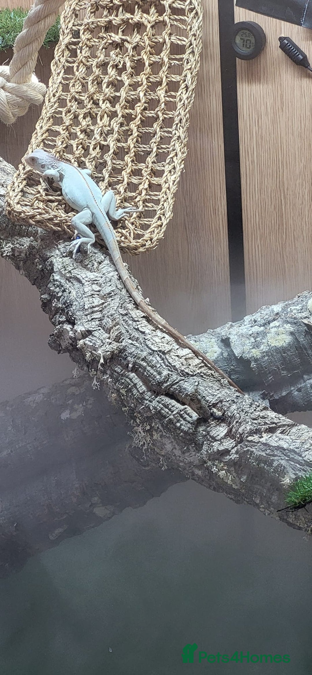 Iguana reptiles for sale: Snow zero iggy  - Image 5
